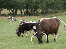Group of Longhorn Cattle
